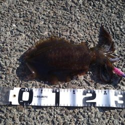 秋イカとしては自己記録